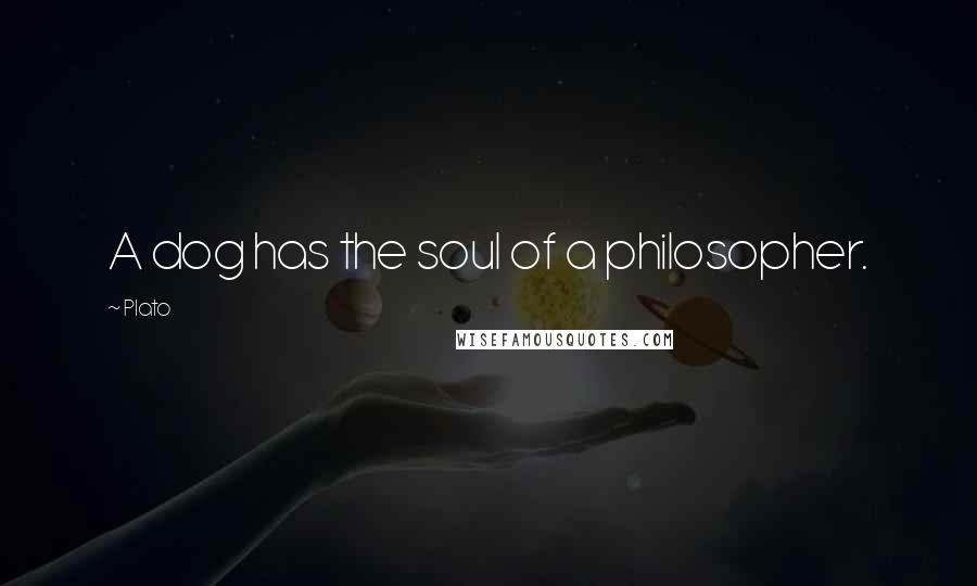 Plato Quotes: A dog has the soul of a philosopher.