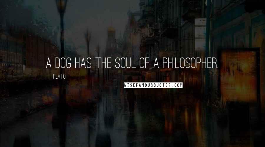 Plato Quotes: A dog has the soul of a philosopher.