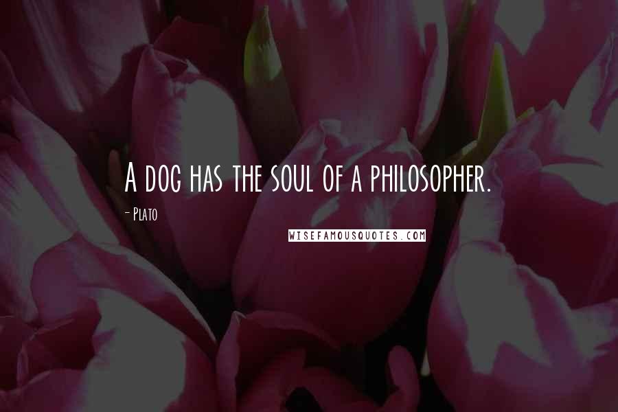 Plato Quotes: A dog has the soul of a philosopher.