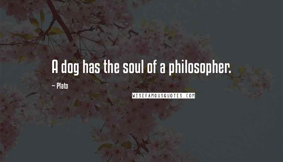 Plato Quotes: A dog has the soul of a philosopher.