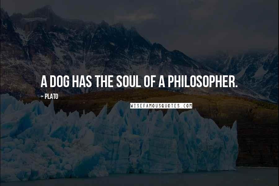 Plato Quotes: A dog has the soul of a philosopher.