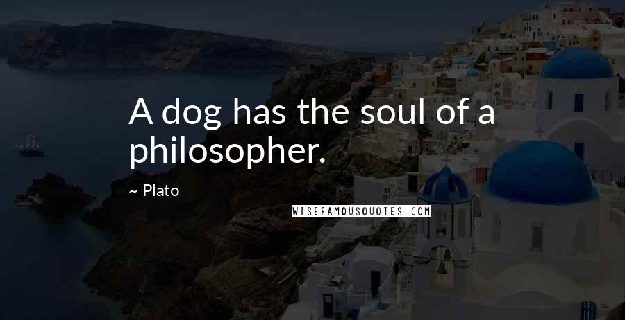 Plato Quotes: A dog has the soul of a philosopher.