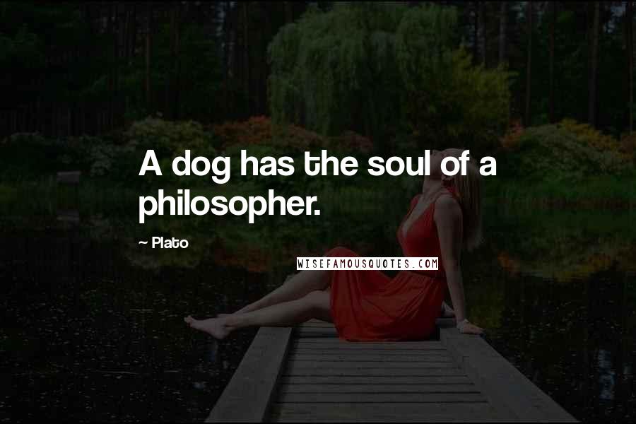 Plato Quotes: A dog has the soul of a philosopher.