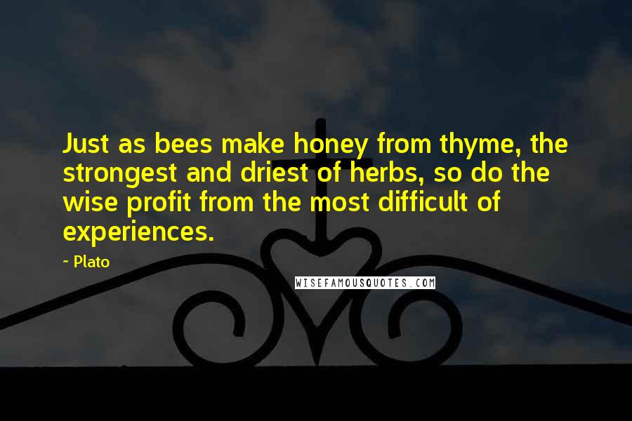 Plato Quotes: Just as bees make honey from thyme, the strongest and driest of herbs, so do the wise profit from the most difficult of experiences.