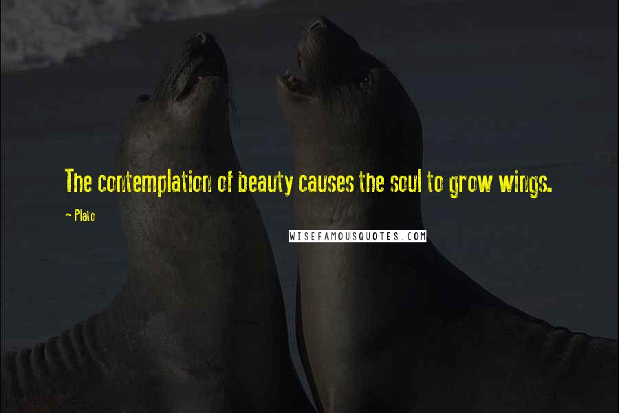 Plato Quotes: The contemplation of beauty causes the soul to grow wings.