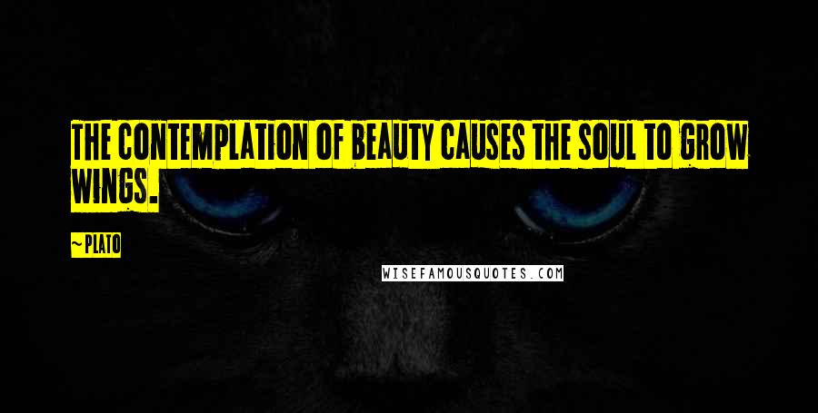 Plato Quotes: The contemplation of beauty causes the soul to grow wings.