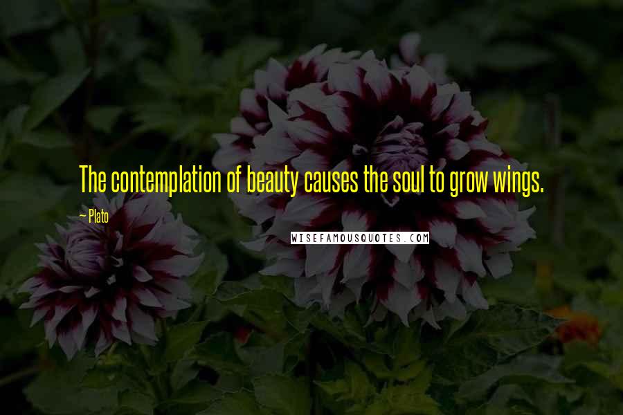 Plato Quotes: The contemplation of beauty causes the soul to grow wings.