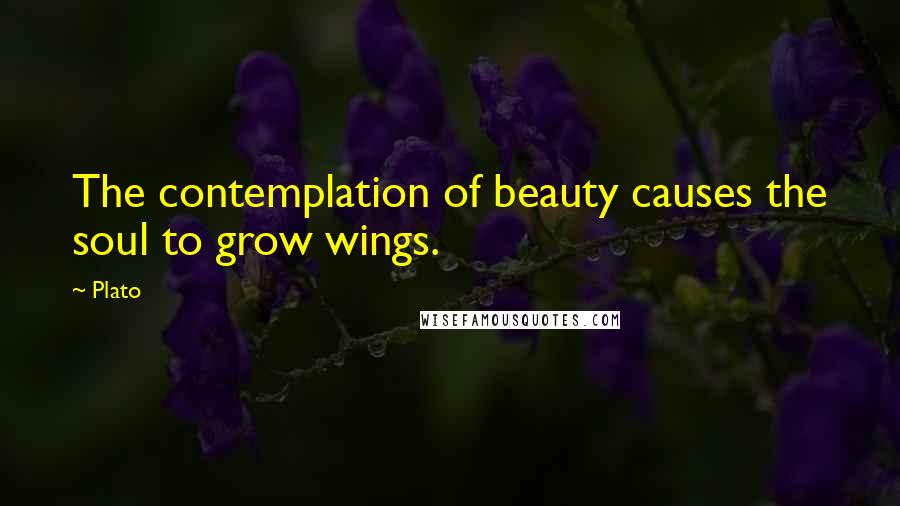 Plato Quotes: The contemplation of beauty causes the soul to grow wings.