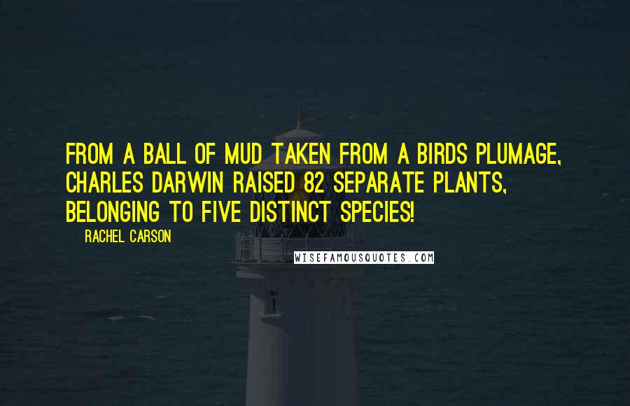 Rachel Carson Quotes: From a ball of mud taken from a birds plumage, Charles Darwin raised 82 separate plants, belonging to five distinct species!