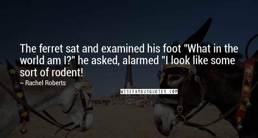 Rachel Roberts Quotes: The ferret sat and examined his foot "What in the world am I?" he asked, alarmed "I look like some sort of rodent!