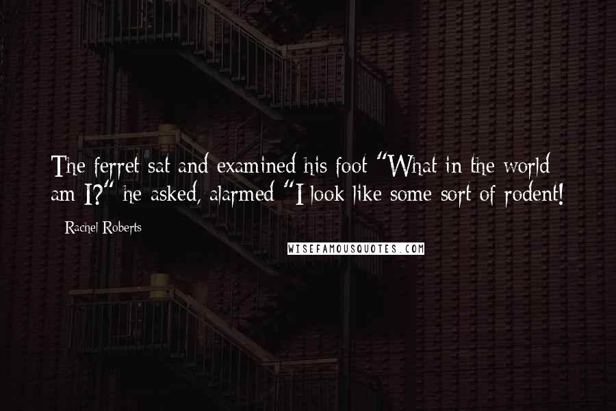 Rachel Roberts Quotes: The ferret sat and examined his foot "What in the world am I?" he asked, alarmed "I look like some sort of rodent!