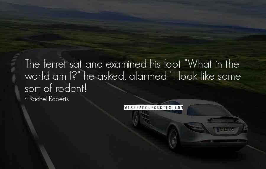 Rachel Roberts Quotes: The ferret sat and examined his foot "What in the world am I?" he asked, alarmed "I look like some sort of rodent!