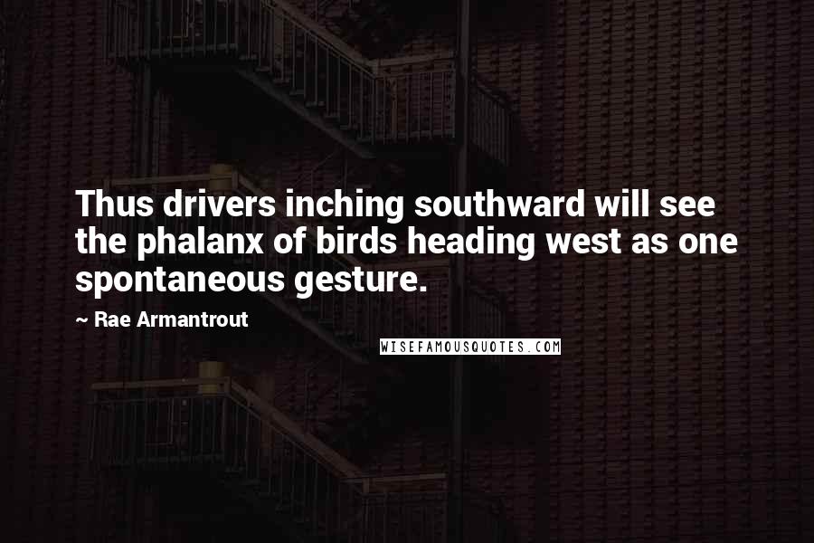 Rae Armantrout Quotes: Thus drivers inching southward will see the phalanx of birds heading west as one spontaneous gesture.