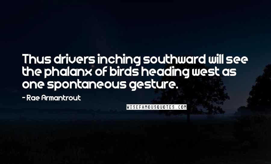 Rae Armantrout Quotes: Thus drivers inching southward will see the phalanx of birds heading west as one spontaneous gesture.