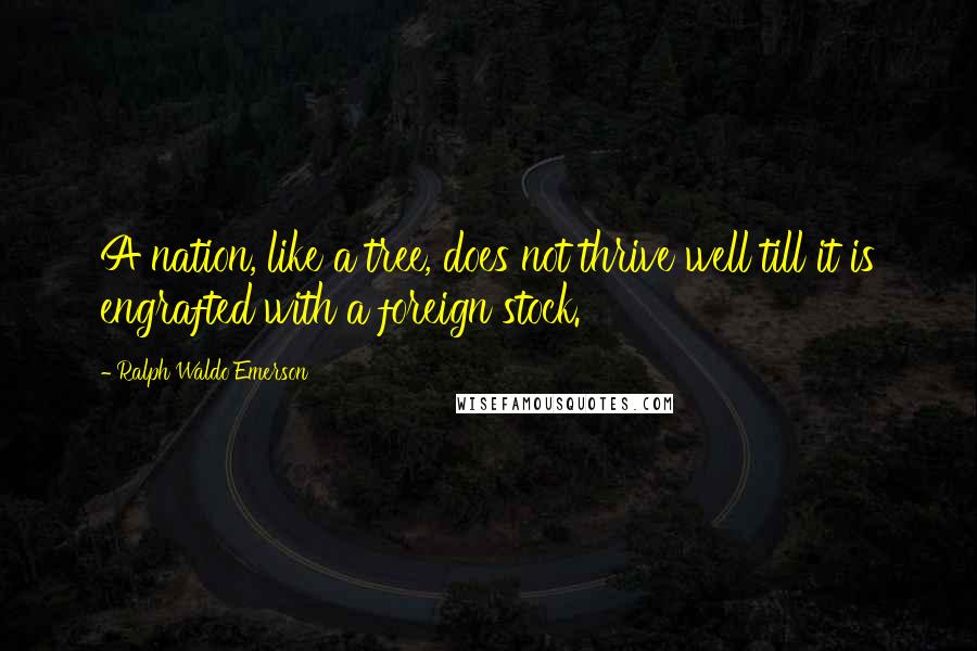 Ralph Waldo Emerson Quotes: A nation, like a tree, does not thrive well till it is engrafted with a foreign stock.