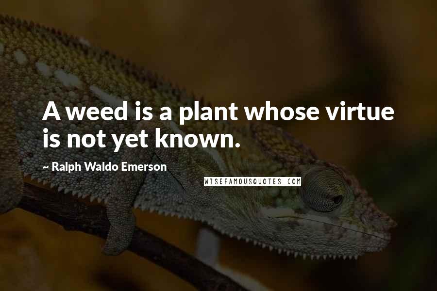 Ralph Waldo Emerson Quotes: A weed is a plant whose virtue is not yet known.