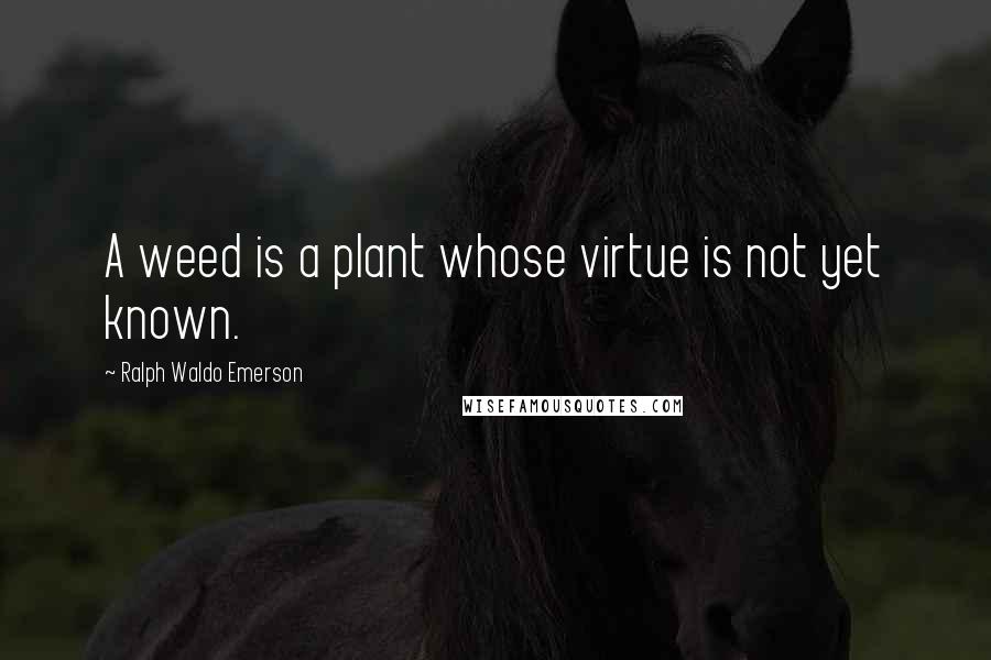 Ralph Waldo Emerson Quotes: A weed is a plant whose virtue is not yet known.