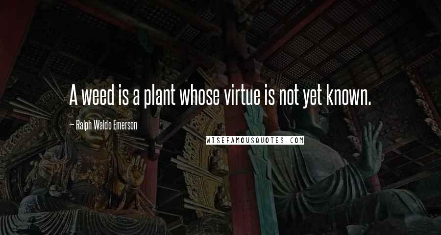 Ralph Waldo Emerson Quotes: A weed is a plant whose virtue is not yet known.