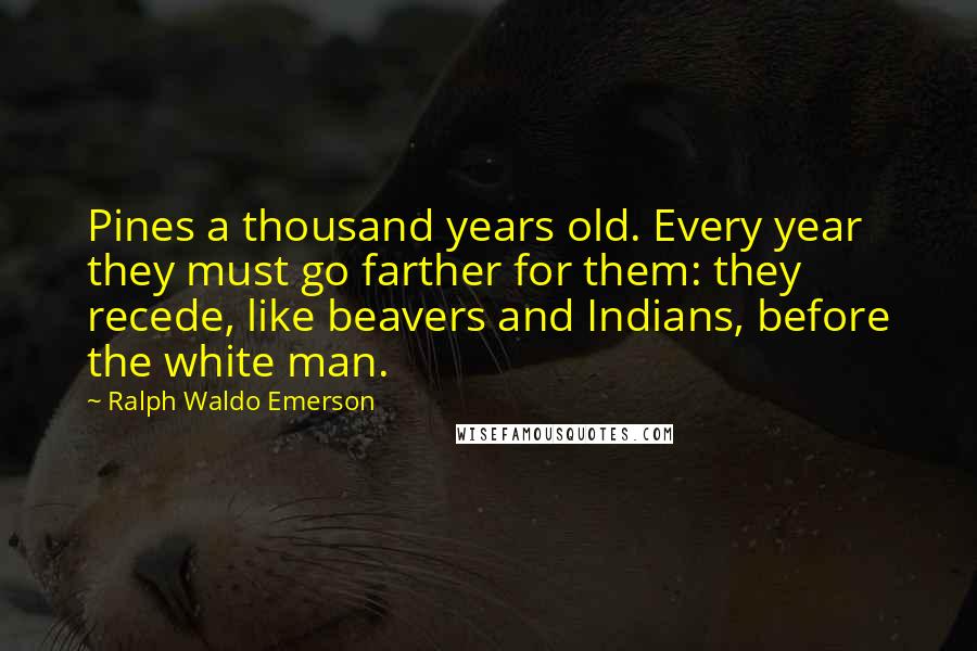 Ralph Waldo Emerson Quotes: Pines a thousand years old. Every year they must go farther for them: they recede, like beavers and Indians, before the white man.
