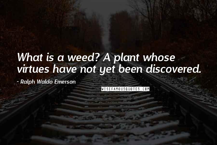 Ralph Waldo Emerson Quotes: What is a weed? A plant whose virtues have not yet been discovered.