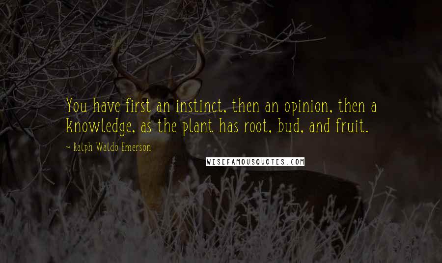 Ralph Waldo Emerson Quotes: You have first an instinct, then an opinion, then a knowledge, as the plant has root, bud, and fruit.