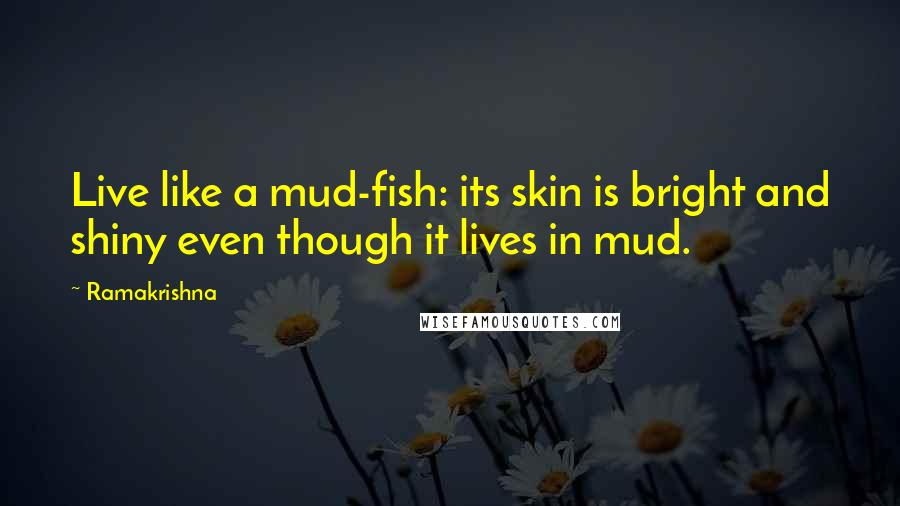 Ramakrishna Quotes: Live like a mud-fish: its skin is bright and shiny even though it lives in mud.