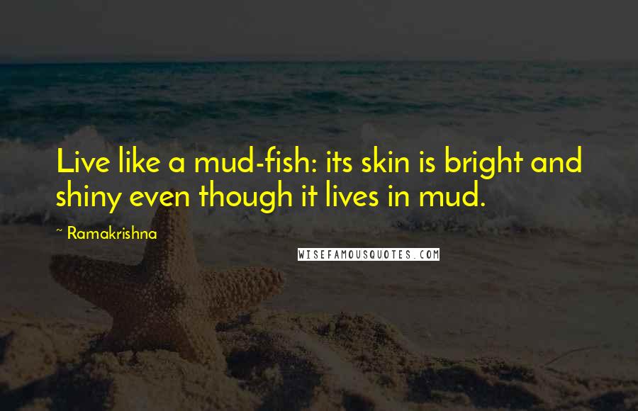 Ramakrishna Quotes: Live like a mud-fish: its skin is bright and shiny even though it lives in mud.