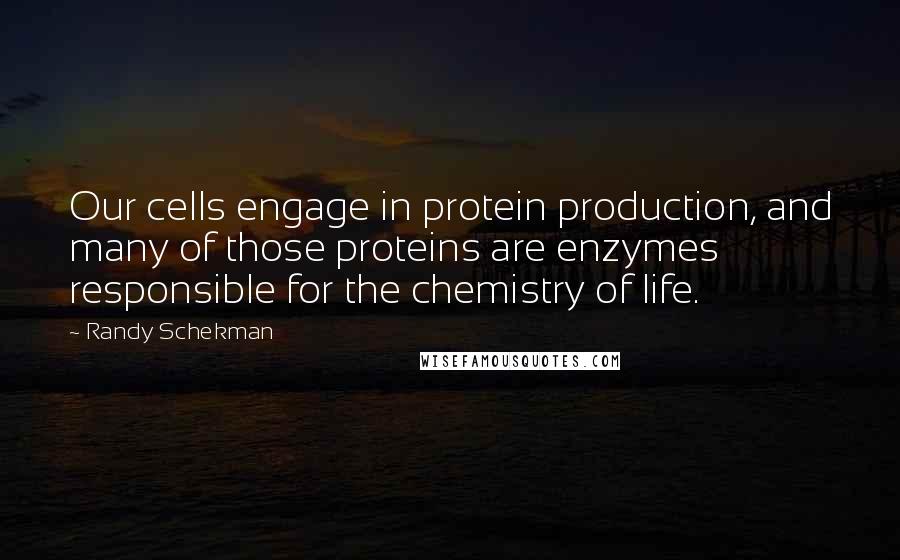 Randy Schekman Quotes: Our cells engage in protein production, and many of those proteins are enzymes responsible for the chemistry of life.