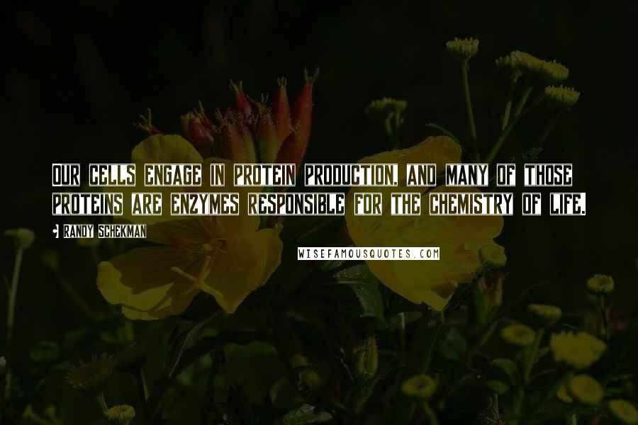 Randy Schekman Quotes: Our cells engage in protein production, and many of those proteins are enzymes responsible for the chemistry of life.