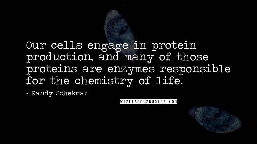Randy Schekman Quotes: Our cells engage in protein production, and many of those proteins are enzymes responsible for the chemistry of life.