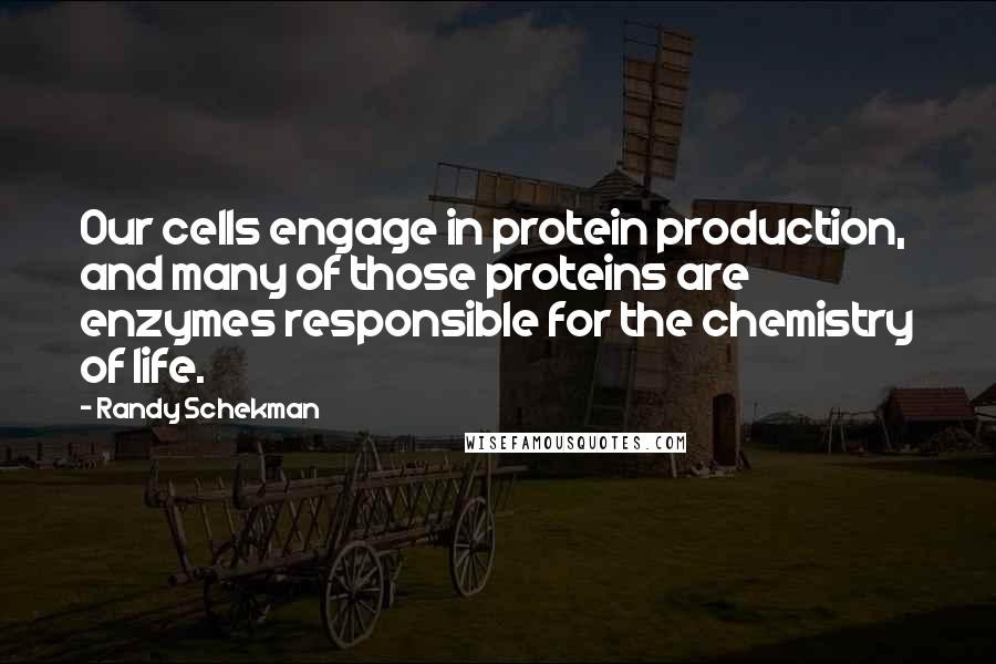 Randy Schekman Quotes: Our cells engage in protein production, and many of those proteins are enzymes responsible for the chemistry of life.