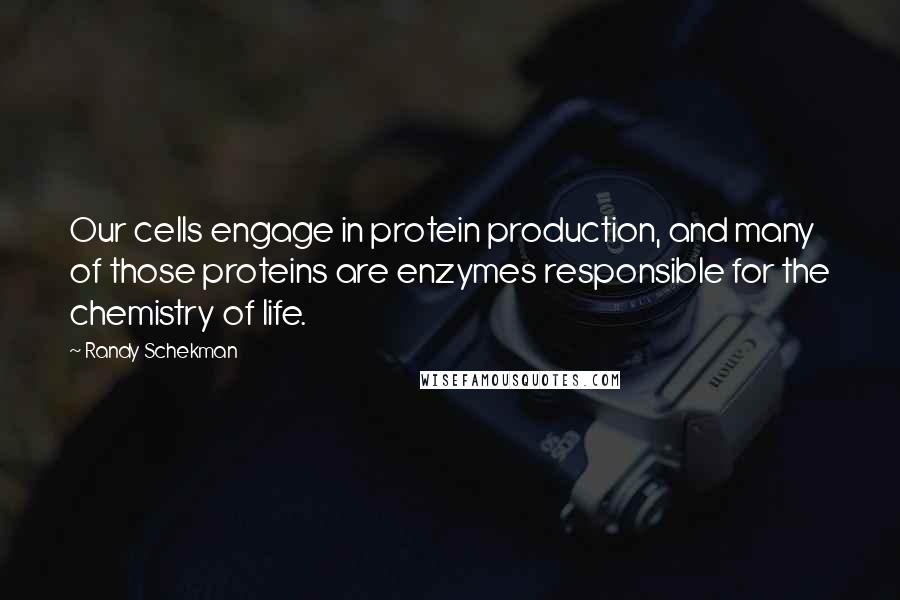 Randy Schekman Quotes: Our cells engage in protein production, and many of those proteins are enzymes responsible for the chemistry of life.