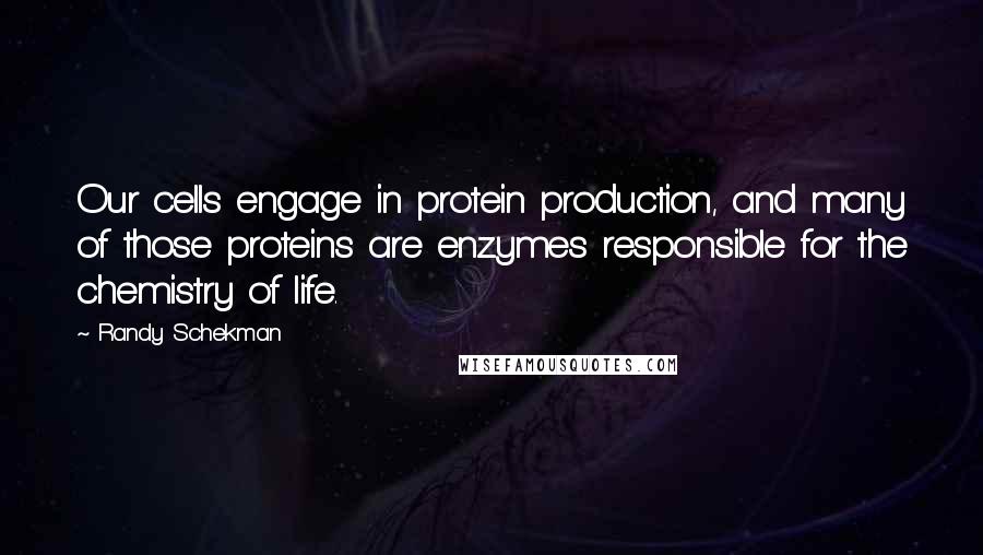 Randy Schekman Quotes: Our cells engage in protein production, and many of those proteins are enzymes responsible for the chemistry of life.