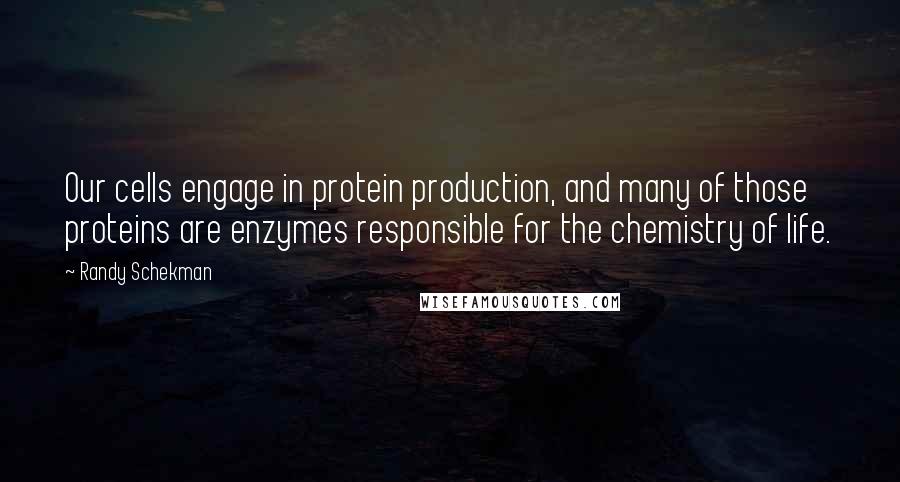 Randy Schekman Quotes: Our cells engage in protein production, and many of those proteins are enzymes responsible for the chemistry of life.