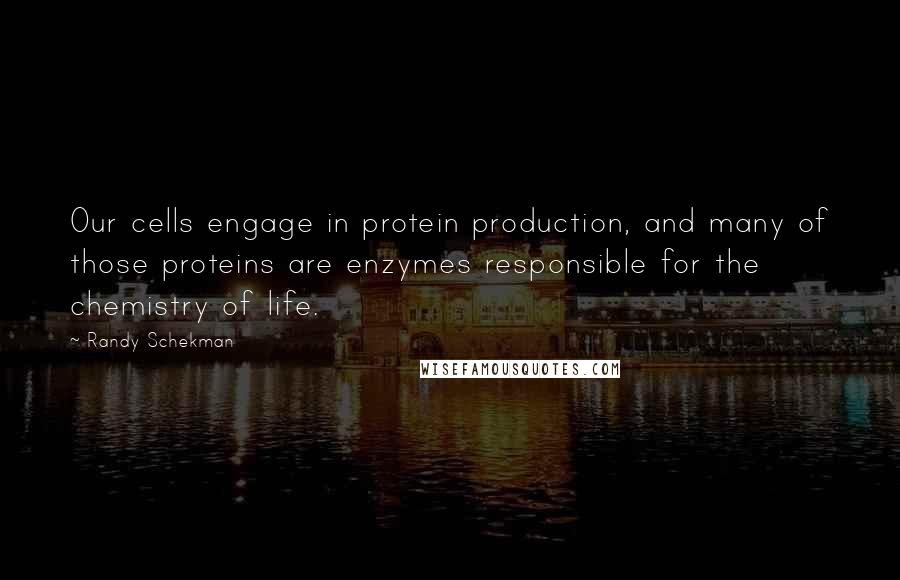 Randy Schekman Quotes: Our cells engage in protein production, and many of those proteins are enzymes responsible for the chemistry of life.