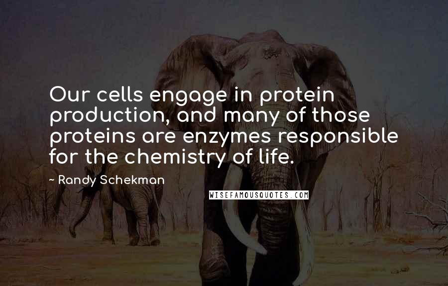 Randy Schekman Quotes: Our cells engage in protein production, and many of those proteins are enzymes responsible for the chemistry of life.