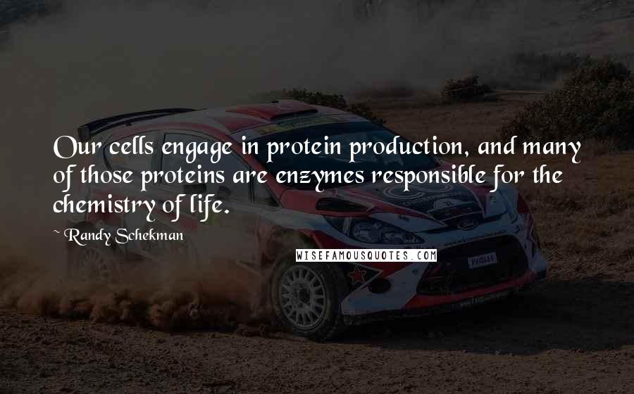 Randy Schekman Quotes: Our cells engage in protein production, and many of those proteins are enzymes responsible for the chemistry of life.