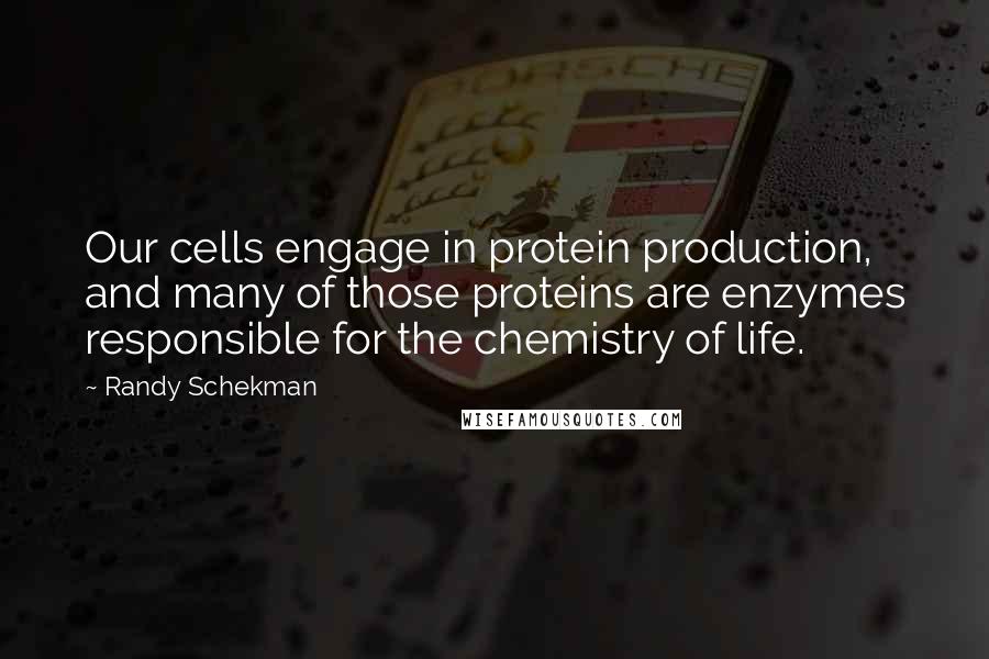 Randy Schekman Quotes: Our cells engage in protein production, and many of those proteins are enzymes responsible for the chemistry of life.