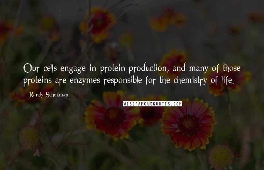 Randy Schekman Quotes: Our cells engage in protein production, and many of those proteins are enzymes responsible for the chemistry of life.