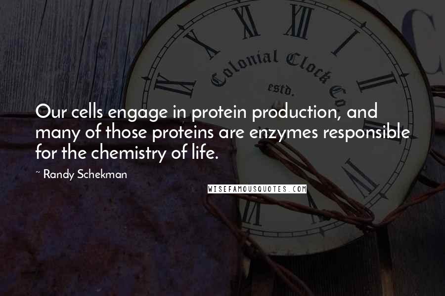 Randy Schekman Quotes: Our cells engage in protein production, and many of those proteins are enzymes responsible for the chemistry of life.