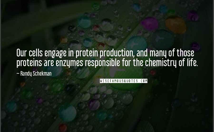 Randy Schekman Quotes: Our cells engage in protein production, and many of those proteins are enzymes responsible for the chemistry of life.