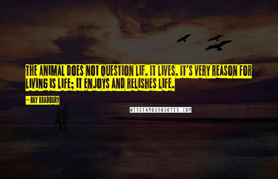 Ray Bradbury Quotes: The Animal does not question lif. It lives. It's very reason for living is life; it enjoys and relishes life.