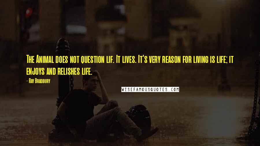 Ray Bradbury Quotes: The Animal does not question lif. It lives. It's very reason for living is life; it enjoys and relishes life.