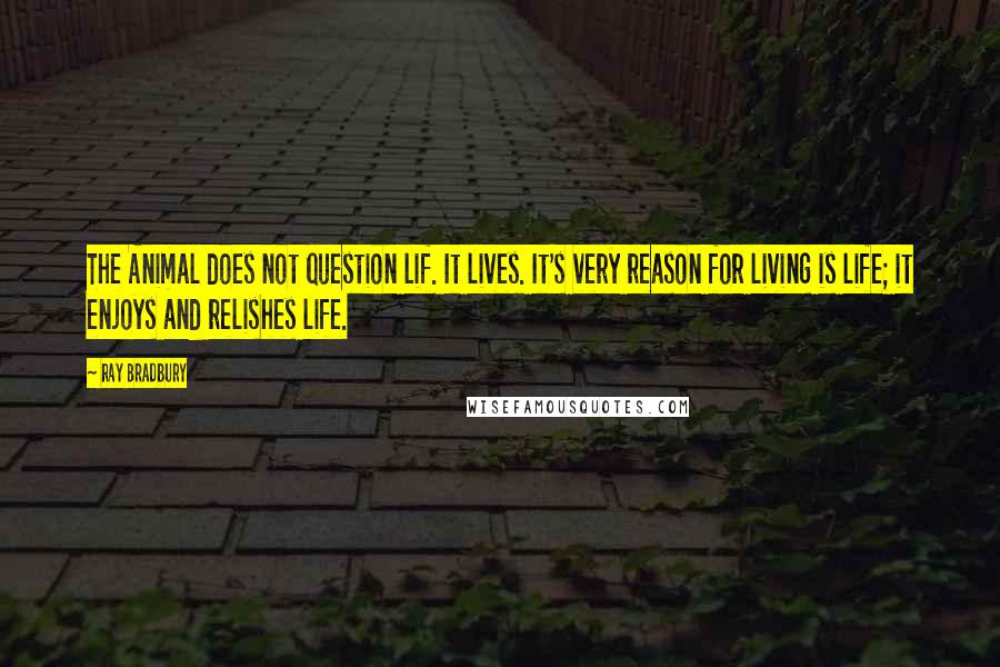 Ray Bradbury Quotes: The Animal does not question lif. It lives. It's very reason for living is life; it enjoys and relishes life.