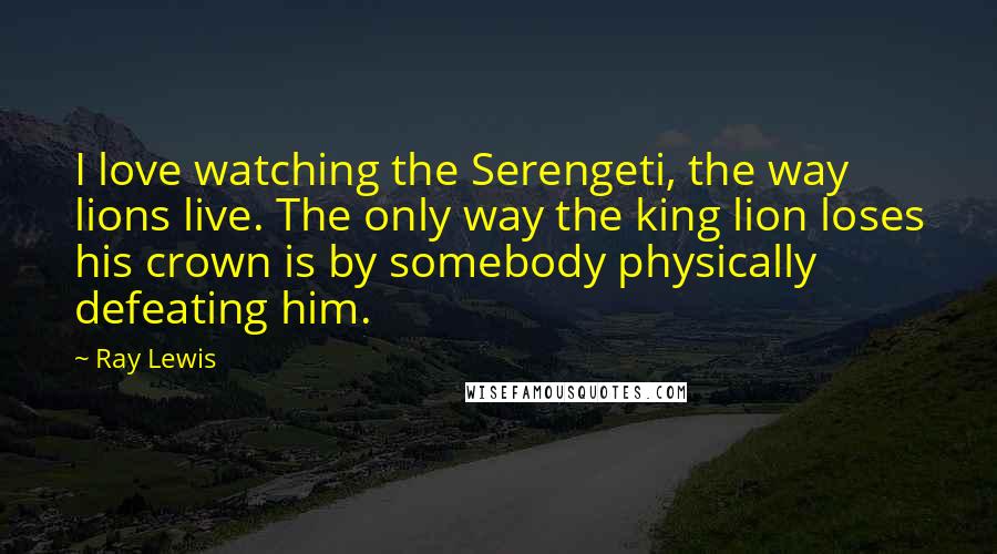 Ray Lewis Quotes: I love watching the Serengeti, the way lions live. The only way the king lion loses his crown is by somebody physically defeating him.