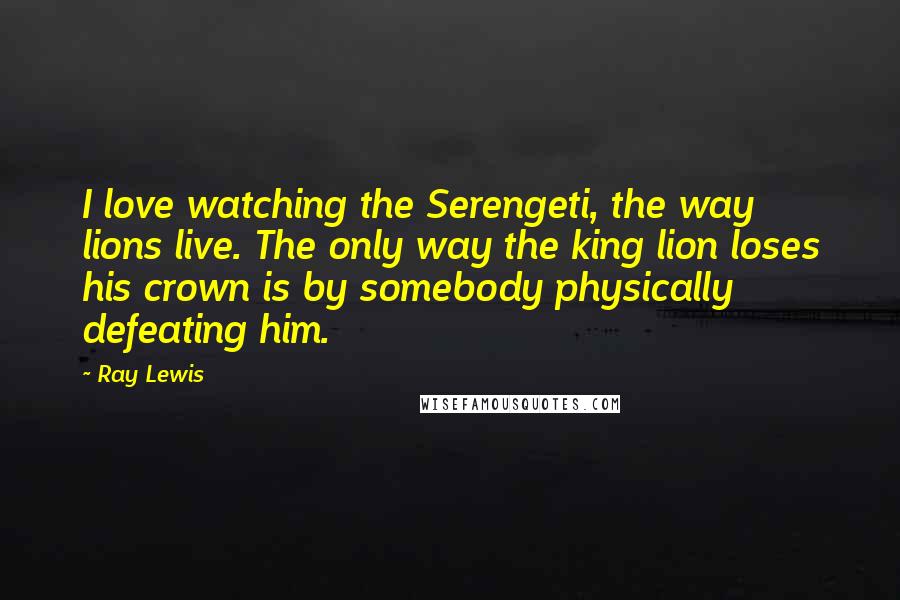 Ray Lewis Quotes: I love watching the Serengeti, the way lions live. The only way the king lion loses his crown is by somebody physically defeating him.