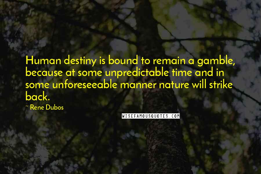 Rene Dubos Quotes: Human destiny is bound to remain a gamble, because at some unpredictable time and in some unforeseeable manner nature will strike back.