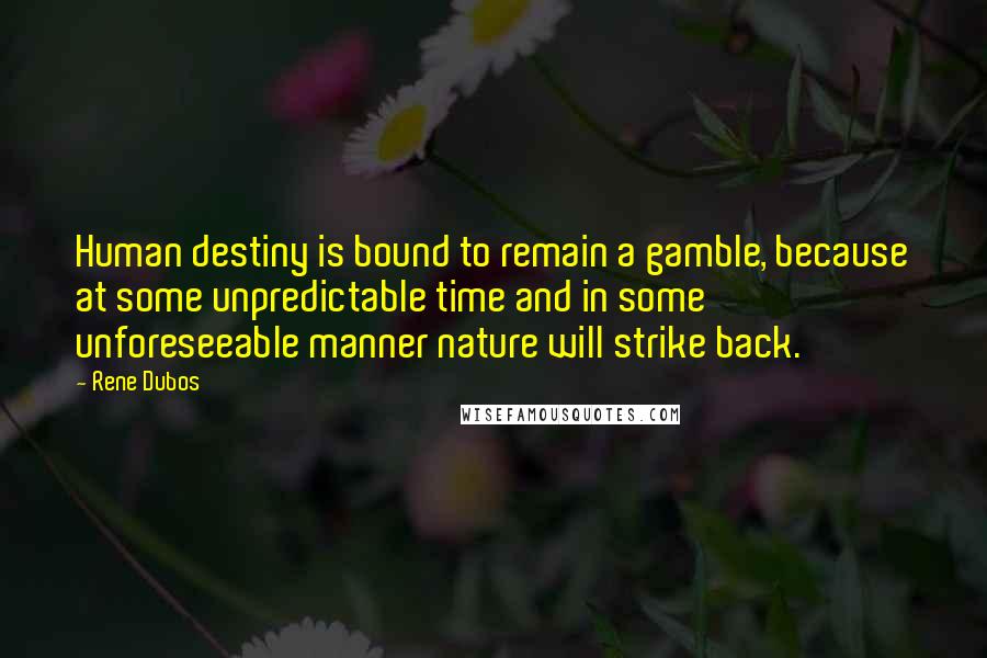 Rene Dubos Quotes: Human destiny is bound to remain a gamble, because at some unpredictable time and in some unforeseeable manner nature will strike back.