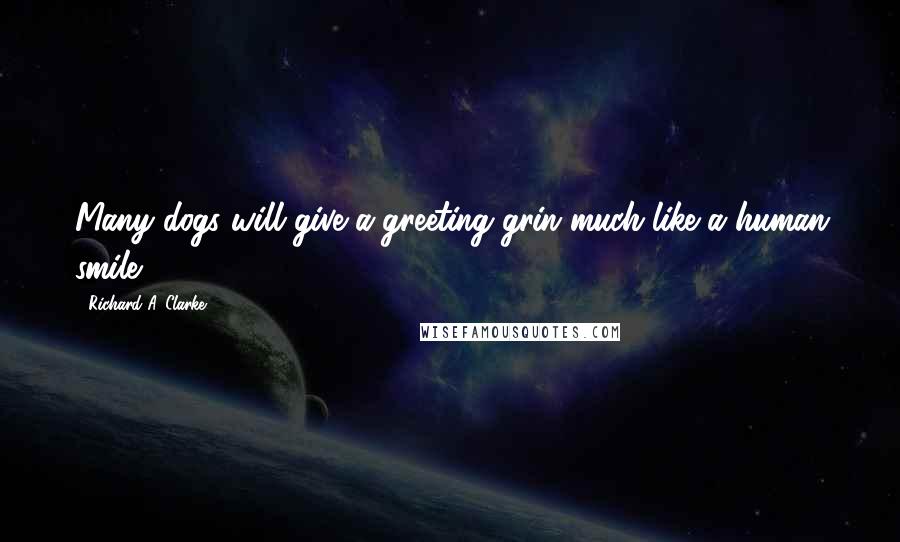 Richard A. Clarke Quotes: Many dogs will give a greeting grin much like a human smile.