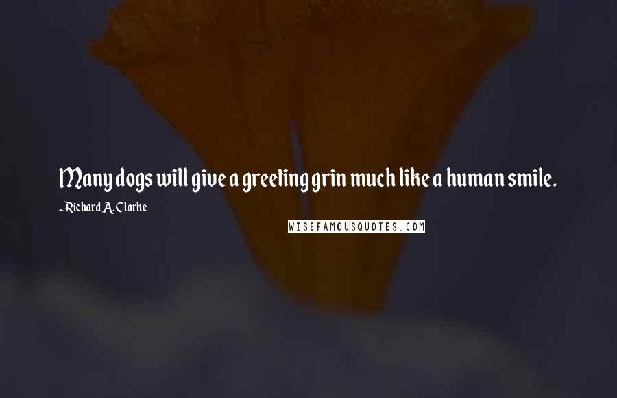 Richard A. Clarke Quotes: Many dogs will give a greeting grin much like a human smile.